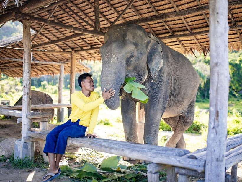 Phuket: Bukit Elephant Park Sanctuary Walk and Feed Tour - Meeting the elephants through their stories