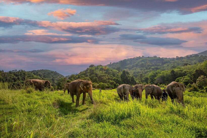 Phuket: Bukit Elephant Park Sanctuary Walk and Feed Tour - Hotel pickup across Phuket