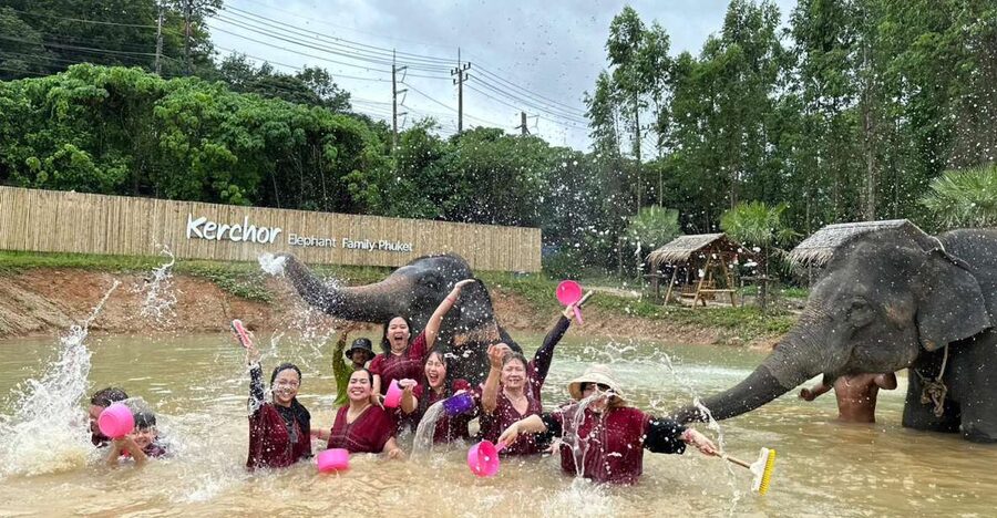 Phuket: Elephant Experience with Lunch or Dinner and Pickup - Key points to know before booking