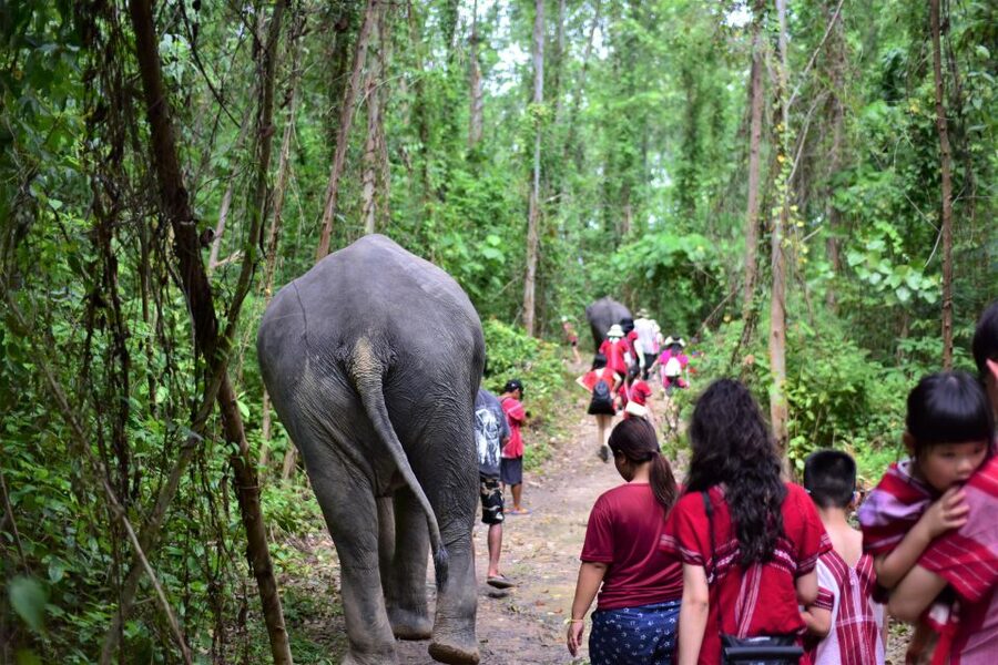 Phuket: Elephant Experience with Lunch or Dinner and Pickup - Thai buffet lunch or dinner