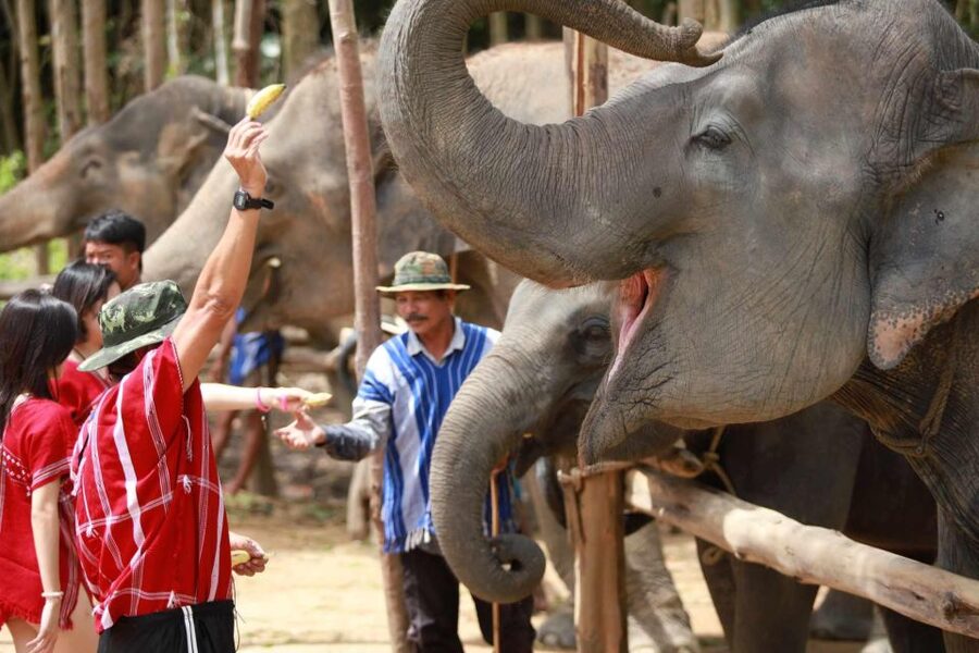 Phuket: Elephant Experience with Lunch or Dinner and Pickup - Arrival, coffee, and the mahout outfit