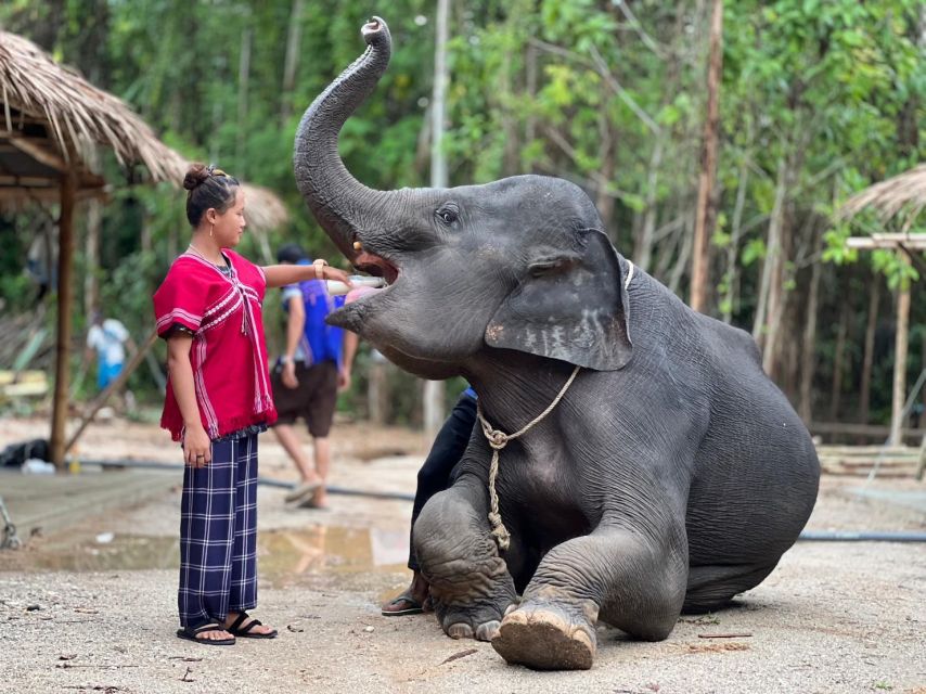 Phuket: Elephant Experience with Lunch or Dinner and Pickup - Feeding the elephants, including a baby