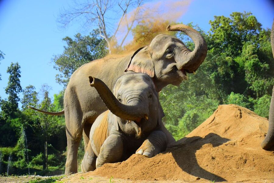 Phuket: Elephant Feeding Program - Arriving at Green Elephant Sanctuary Park