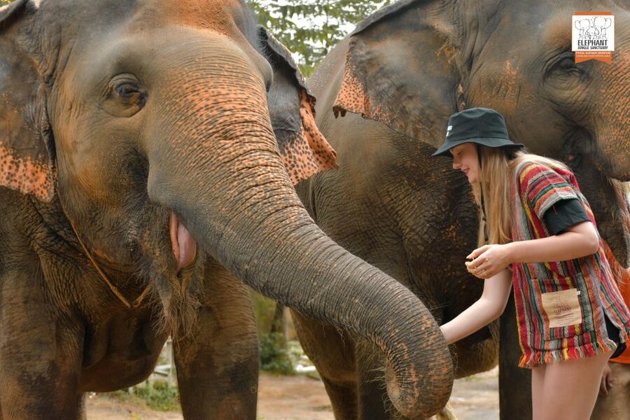 Phuket: Elephant Jungle Sanctuary Ethical Feeding Experience - Key points at a glance