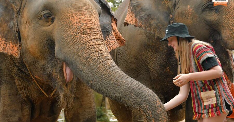 Phuket: Elephant Jungle Sanctuary Ethical Feeding Experience - Why this Phuket elephant visit feels different