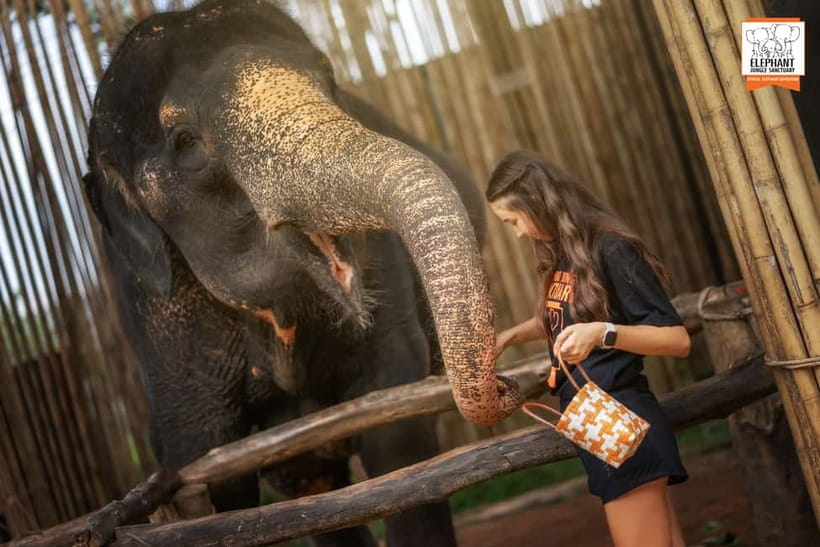 Phuket: Elephant Jungle Sanctuary Ethical Feeding Experience - Feeding fruit, grass, and banana leaves