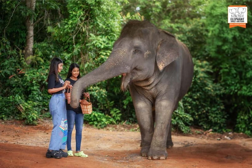 Phuket: Elephant Jungle Sanctuary Ethical Feeding Experience - Is $28 good value?