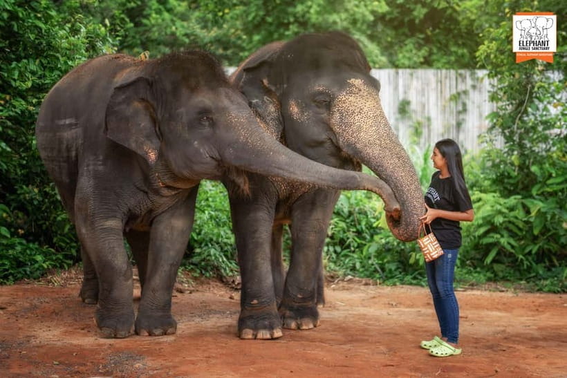 Phuket: Elephant Jungle Sanctuary Ethical Feeding Experience - Best times and useful preparation