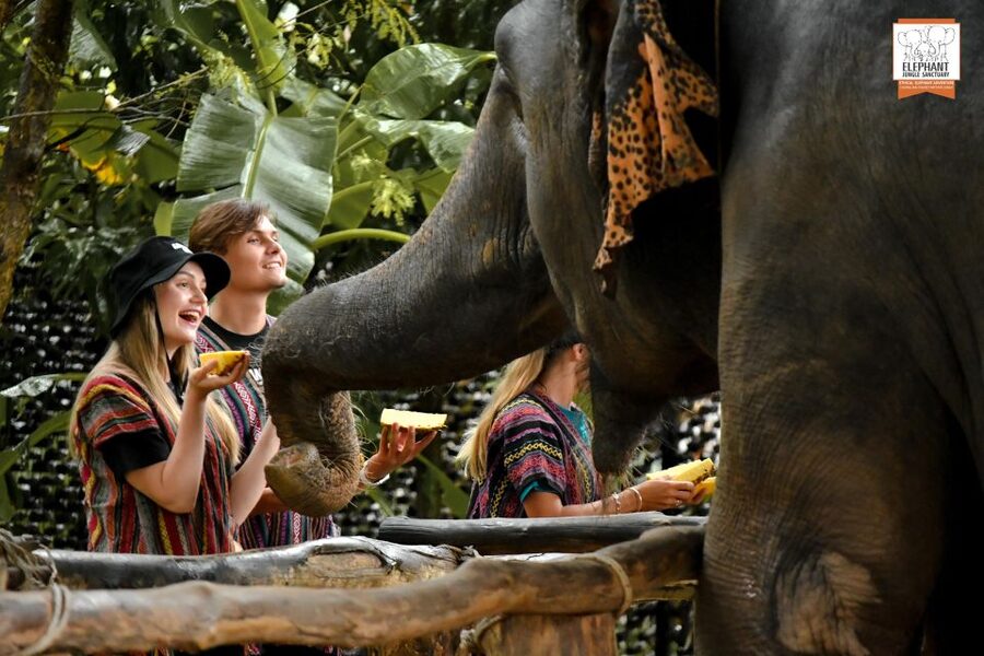 Phuket: Elephant Jungle Sanctuary Ethical Feeding Experience - Arriving at Elephant Jungle Cafe