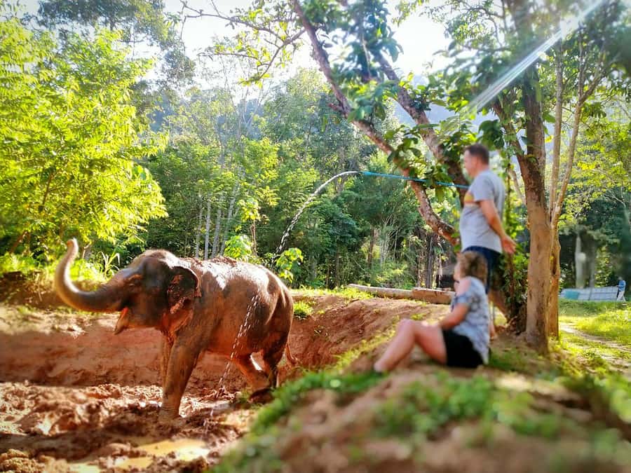 Phuket: Elephant Nature Reserve Entry Ticket and Guided Tour - Key points to know before you go