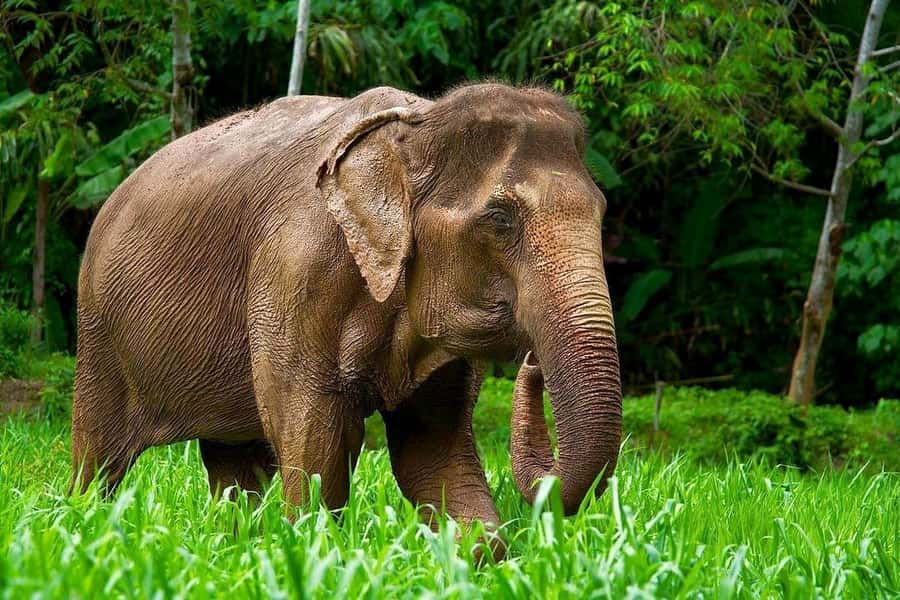 Phuket: Elephant Nature Reserve Entry Ticket and Guided Tour - Why this Phuket elephant visit feels different