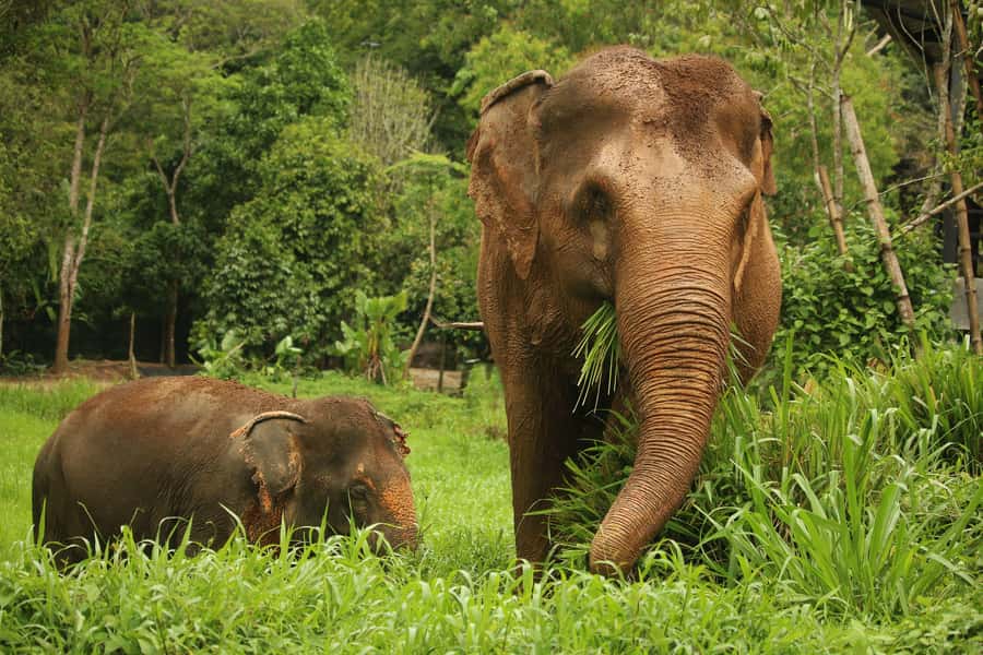 Phuket: Elephant Nature Reserve Entry Ticket and Guided Tour - The briefing explains the rules