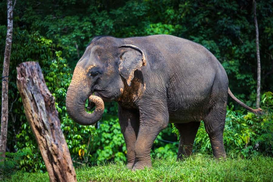 Phuket: Elephant Nature Reserve Entry Ticket and Guided Tour - Meeting rescued elephants at a respectful distance