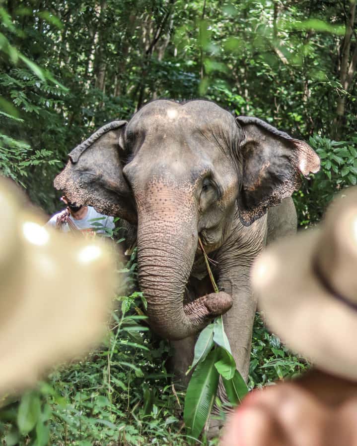 Phuket: Elephant Nature Reserve Entry Ticket and Guided Tour - What the $37 price really covers