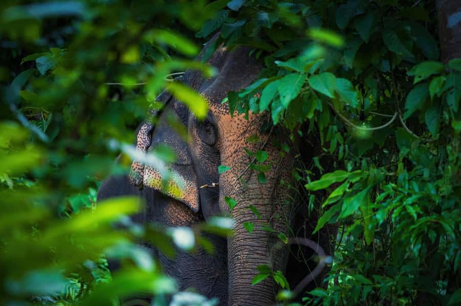 Phuket: Elephant Nature Reserve Entry Ticket and Guided Tour - Who will enjoy this tour most