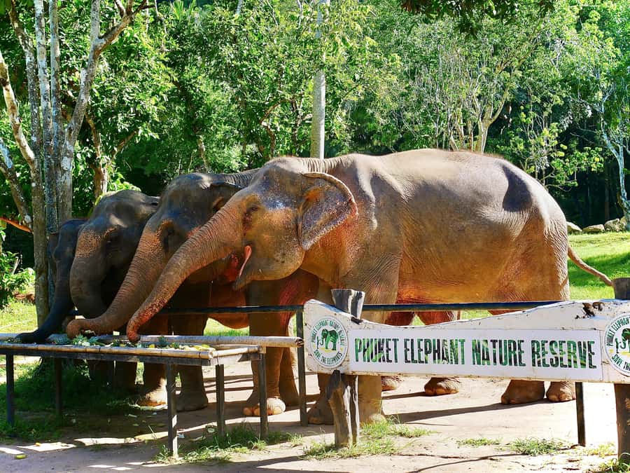 Phuket: Elephant Nature Reserve Entry Ticket and Guided Tour - Practical advice for a smoother visit