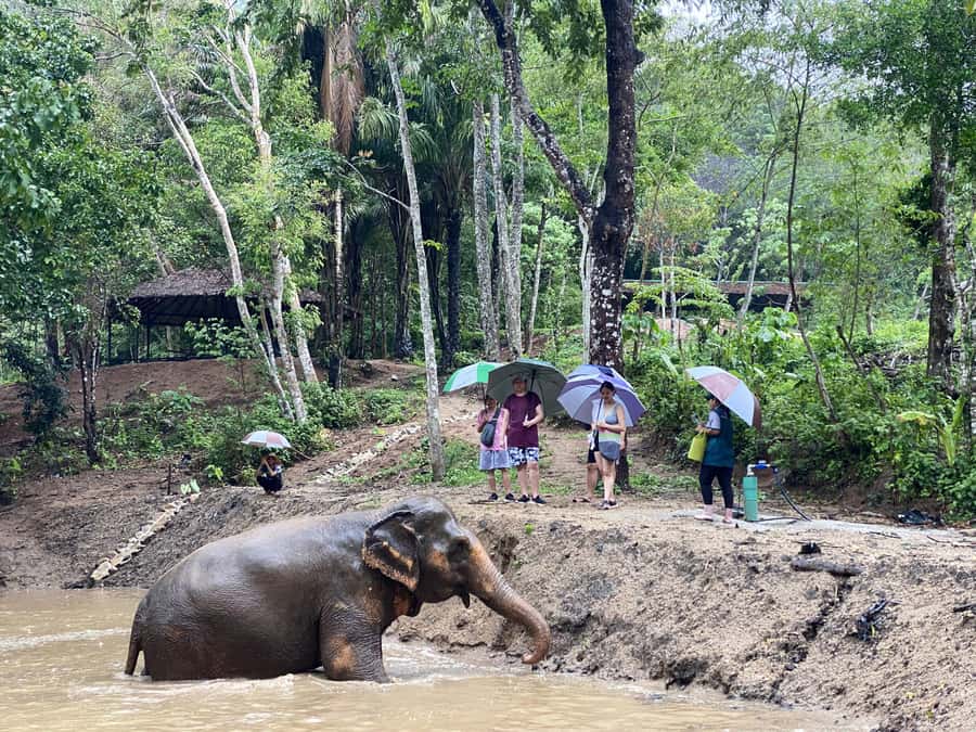 Phuket: Elephant Nature Reserve Entry Ticket and Guided Tour - Starting beside Hug Me Cafe