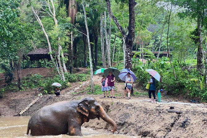 Phuket Elephant Nature Reserve Ethical Sanctuary - Arriving at the reserve and getting oriented