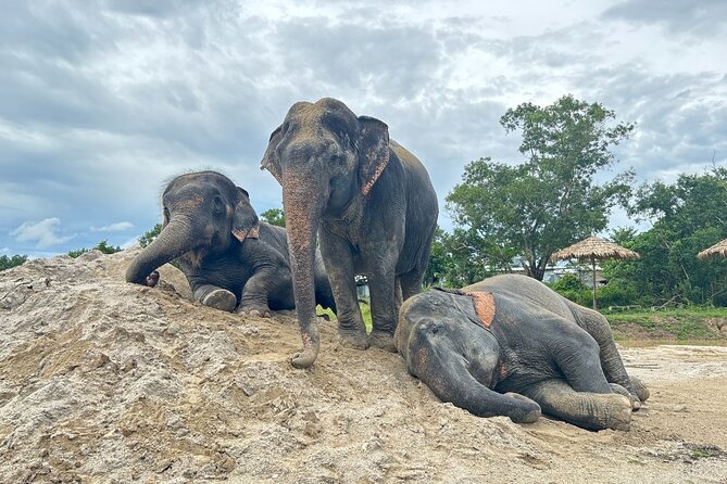 Phuket: Elephant Nature Walk - Guided Tour with Transport - Key details before you book