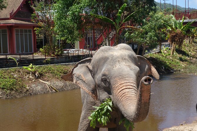 Phuket: Elephant Nature Walk - Guided Tour with Transport - A small reserve with a clear purpose