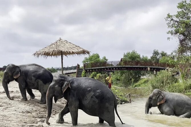 Phuket: Elephant Nature Walk - Guided Tour with Transport - The mud wall shows natural elephant behavior
