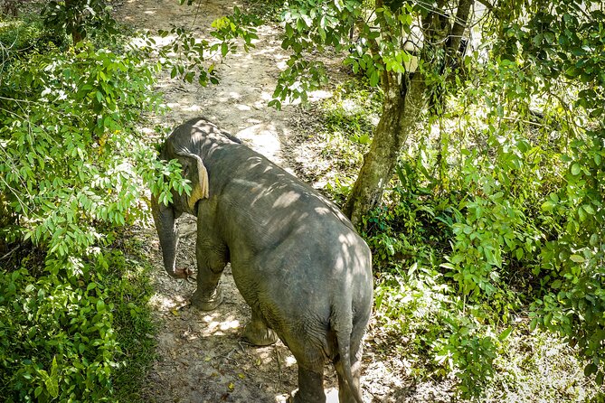 Phuket Elephant Sanctuary Canopy Walkway Tour - Key points at a glance