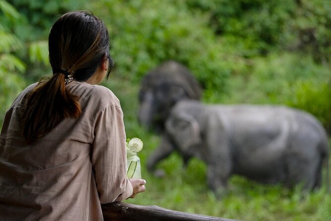 Phuket Elephant Sanctuary Canopy Walkway Tour - Getting there and getting started
