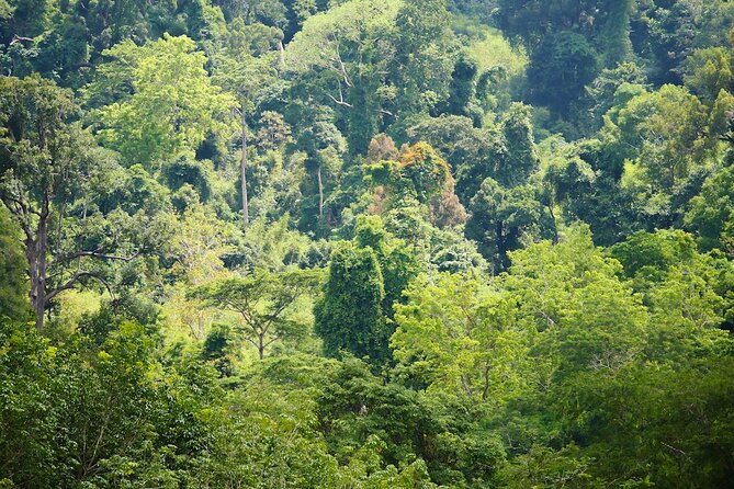 Phuket Elephant Sanctuary Canopy Walkway Tour - Feeding the elephants, with sensible limits