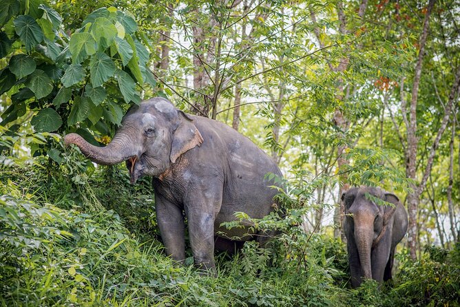 Phuket Elephant Sanctuary Canopy Walkway Tour - The documentary gives the visit its moral center