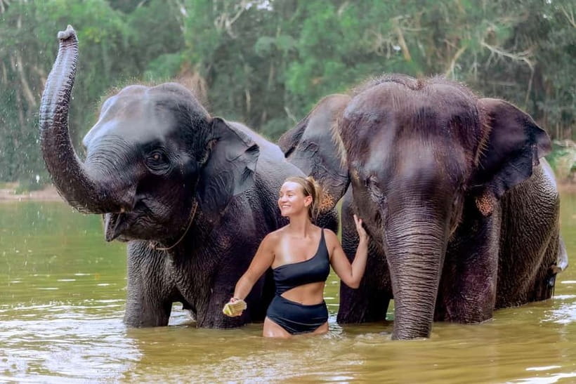 Phuket: Elephant Sanctuary Feed and Bathe Gentle Giants - Meeting the Elephants by Name