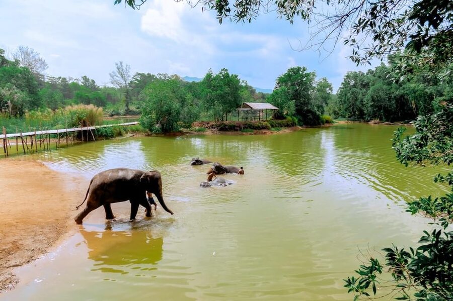 Phuket: Elephant Sanctuary Feed and Bathe Gentle Giants - Photo Time Without a Tight Camera Limit