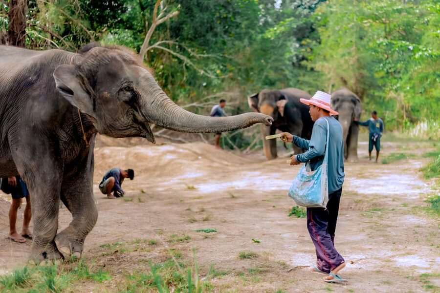 Phuket: Elephant Sanctuary Feed and Bathe Gentle Giants - A Gentle Pace, With the Animals in Charge