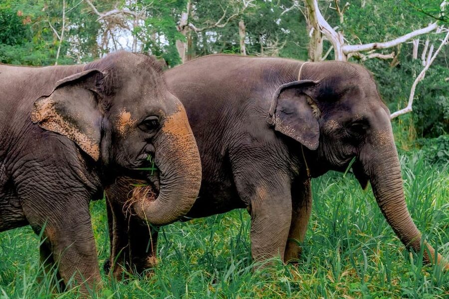 Phuket: Elephant Sanctuary Feed and Bathe Gentle Giants - Is $56 a Fair Price?