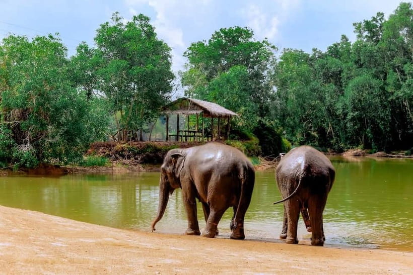 Phuket: Elephant Sanctuary Feed and Bathe Gentle Giants - Practical Advice Before You Go