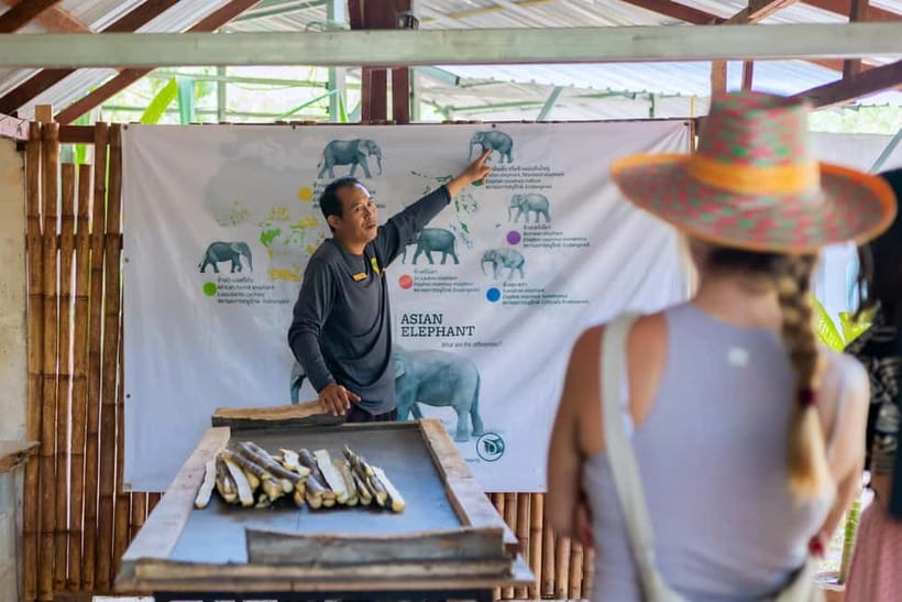 Phuket: Elephant Sanctuary Feed and Bathe Gentle Giants - What the Feeding Time Tells You About the Sanctuary