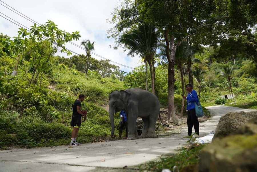 Phuket: Elephant Sanctuary Guided Tour with Hotel Transfers - Morning or afternoon: which time works best?