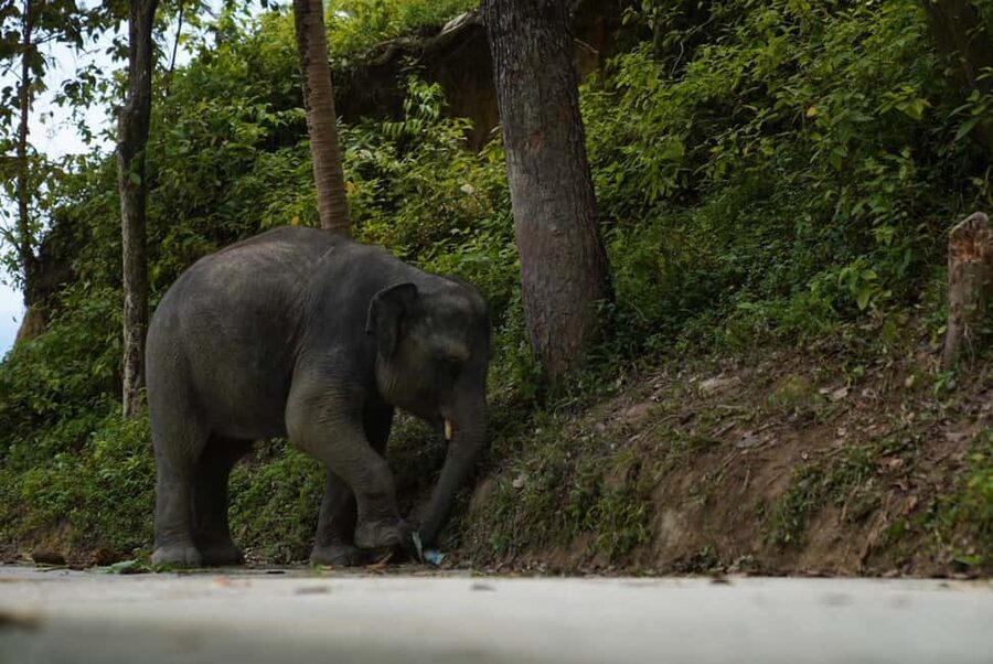 Phuket: Elephant Sanctuary Guided Tour with Hotel Transfers - Why the conservation message matters