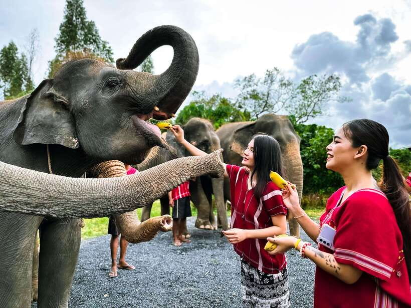 Phuket : Experience feeding and bathing elephants 1.5 Hrs. - What the Phuket elephant experience is really like