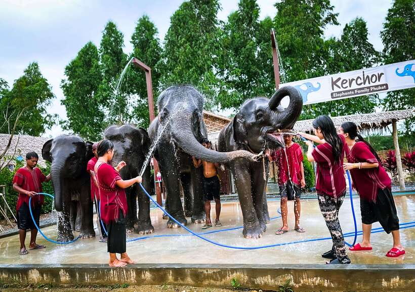 Phuket : Experience feeding and bathing elephants 1.5 Hrs. - Food, drinks, and the buffet question