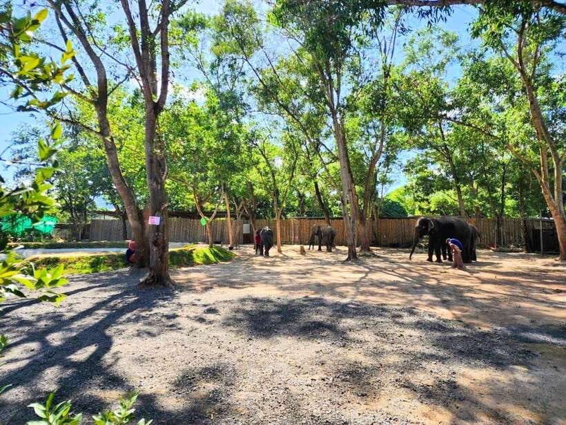 Phuket: Feeding Elephants at Phuket Elephant Care - Key points before you book