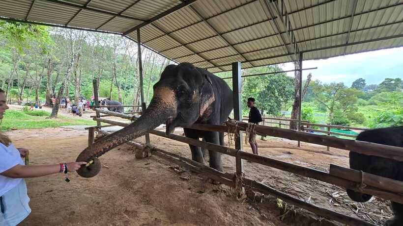 Phuket: Feeding Elephants at Phuket Elephant Care - Who will enjoy this Phuket activity most?