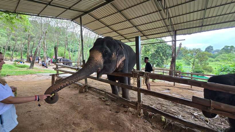 Phuket: Feeding Elephants at Phuket Elephant Care - What Phuket Elephant Care is really offering