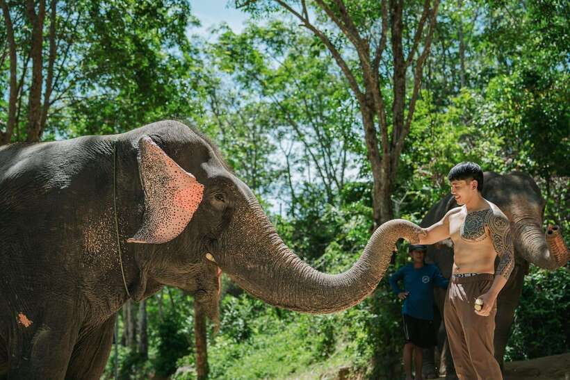 Phuket: Feeding Elephants at Phuket Elephant Care - Feeding the elephants by hand