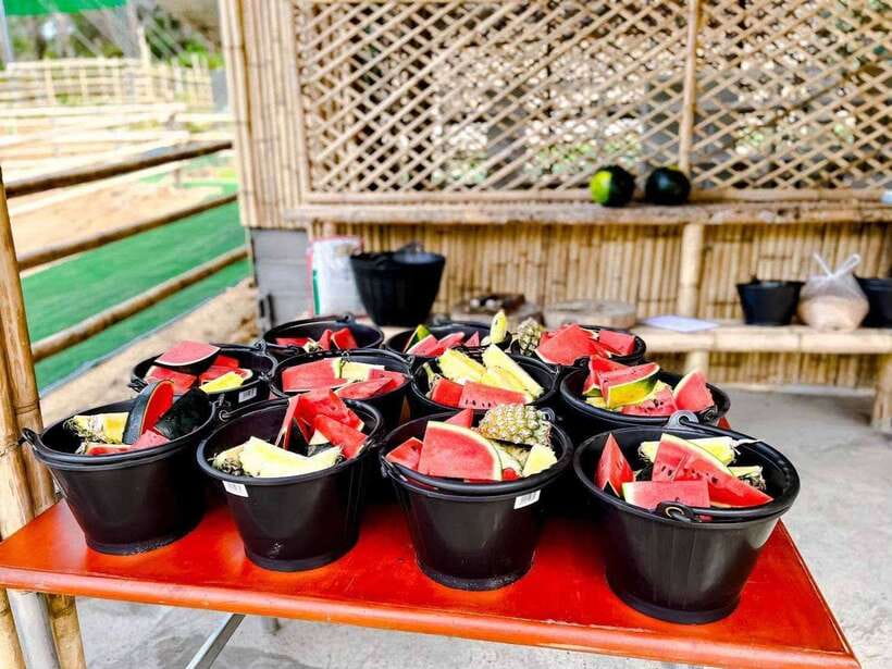 Phuket: Feeding Elephants at Phuket Elephant Care - Photos without turning the visit into a show