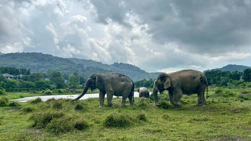 Phuket: Freedom Elephant Reserve - Ethereal Nature Walk - What makes this elephant visit different