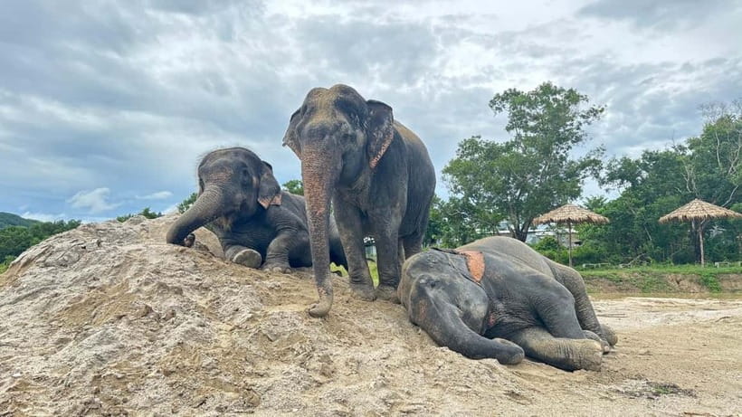Phuket: Freedom Elephant Reserve - Ethereal Nature Walk - Meeting the herd among the trees
