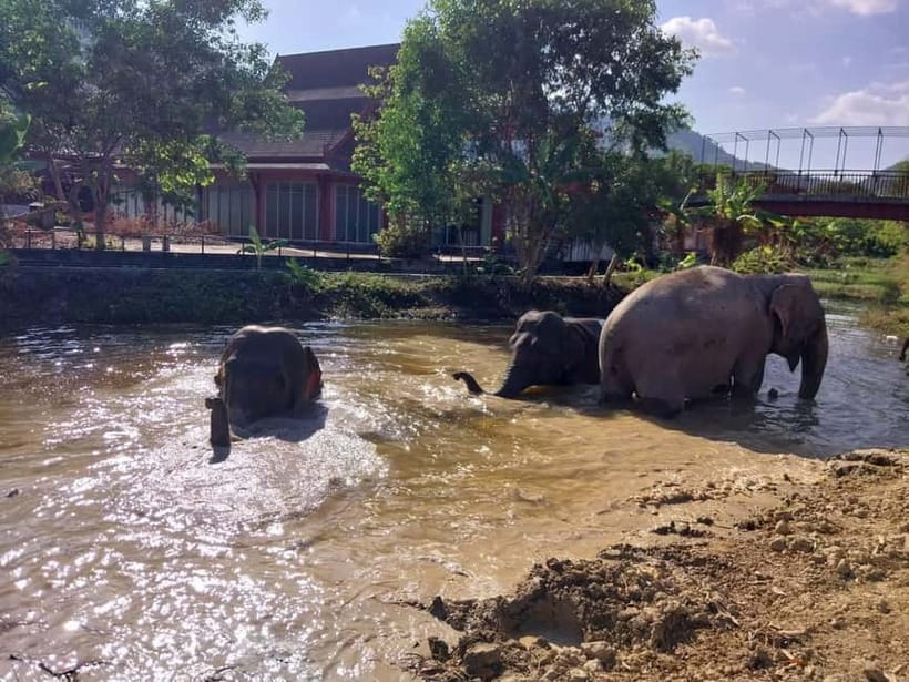 Phuket: Freedom Elephant Reserve - Ethereal Nature Walk - Seeing elephants disappear underwater