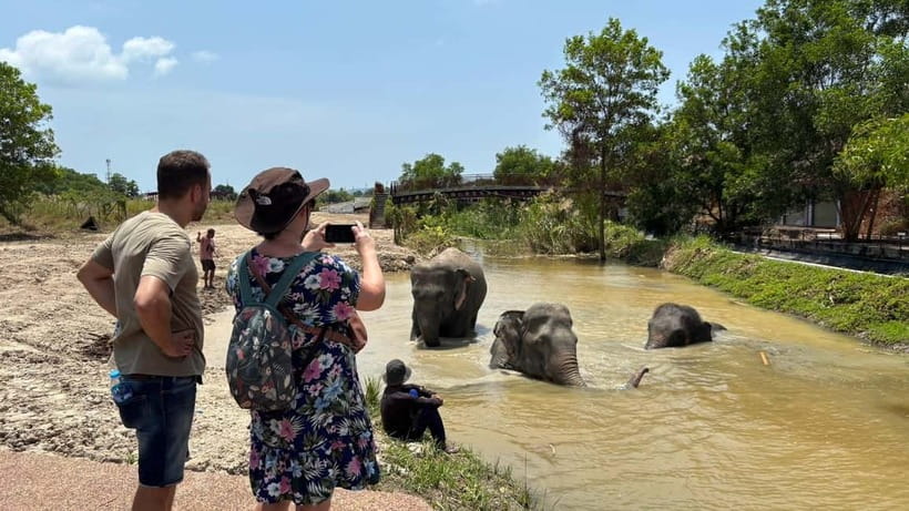 Phuket: Freedom Elephant Reserve - Ethereal Nature Walk - Feeding time, with bananas and sugar cane