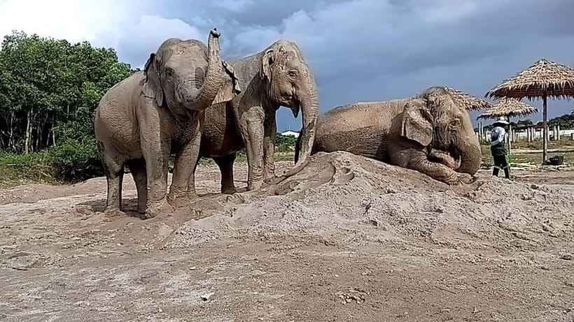 Phuket: Freedom Elephant Reserve - Ethereal Nature Walk - Final photographs and the ride back