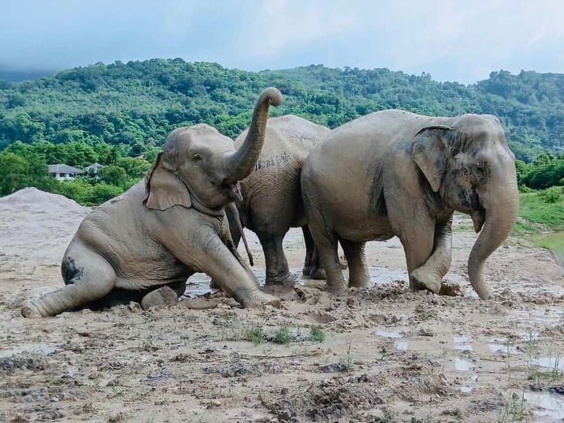 Phuket: Freedom Elephant Reserve - Ethereal Nature Walk - Is $51 a fair price?